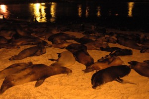 Soms kan je het strand niet meer zien door het grote aantal zeeleeuwen.